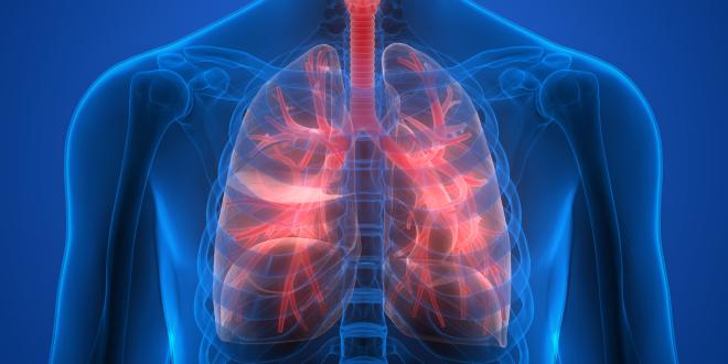 Schematische Darstellung der Lungenanatomie