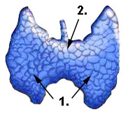 Anatomischer Aufbau der Schilddrüse Schilddrüse Aufbau