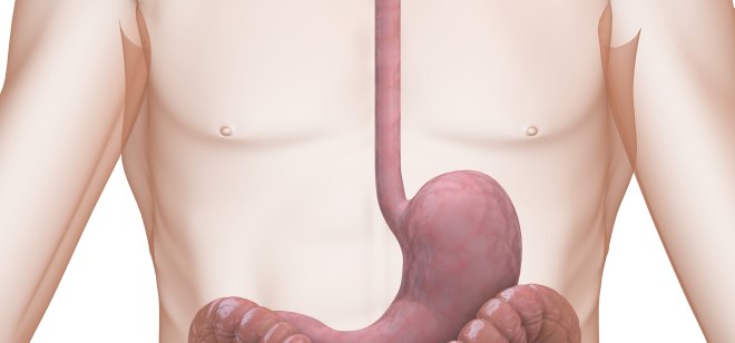Speiseröhre Anatomie