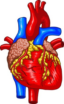Herzmuskelverdickung