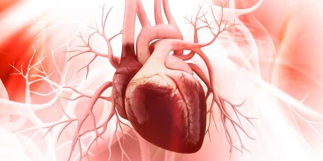 Abbildung des Herzens und der Aorta