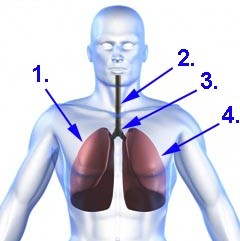 Schematische Darstellung der Anatomie der Lunge