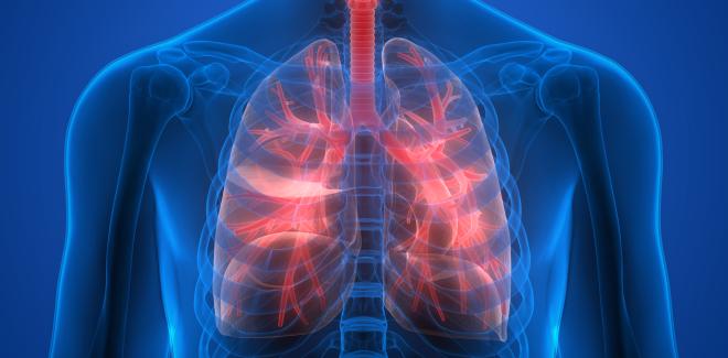 Brustkorb mit Lunge