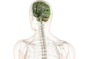 Anatomie vom Gehirn
