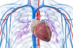 Test auf Myokarditis/Herzmuskelentzündung