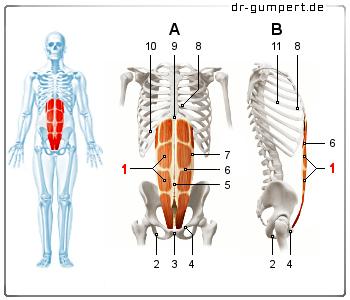 Abbildung Bauchmuskulatur