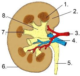 Anatomie der Niere Schematische Darstellung der anatomischen Strukturen der Niere