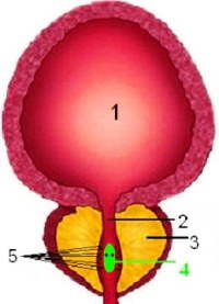 Prostata und Harnblase in schematischer Darstellung