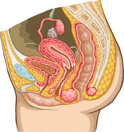 Anatomischer Längsschnitt durch den Unterleib