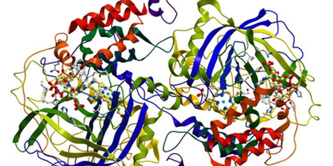 Carboxypeptidasen, Aminosäuren, Proteine, Peptide, Verdauung, Spaltung, Trypsin, Chymotrypsin, Elastase, Pankreasenzyme, Pankreas, Bauchspeicheldrüse