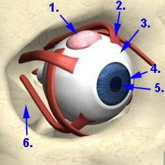 Anatomisches Bild des Augapfels Augapfel in anatomischer Abbildung