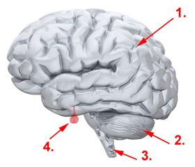 Abbildung Gehirn und Hirnanhangsdrüse