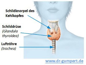 Abbildung Schilddrüse