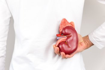 Organtransplantation Niere Niere Organtransplantation