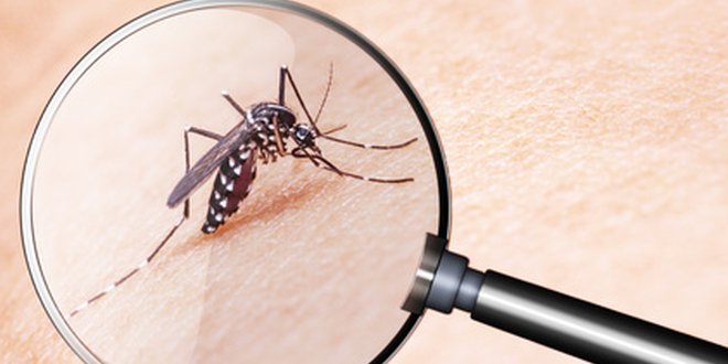 Mückenstiche bewirken oft einen starken Juckreiz und eine Schwellung.