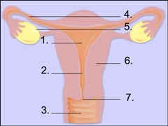 Abbildung der Gebärmutter