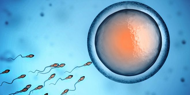 Die Eizelle wird von den Spermien befruchtet.
