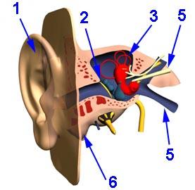 Anatomie des menschlichen Ohres