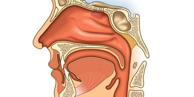 Anatomie Nase