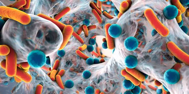 Bakterien lagern sich an Körperstrukturen an