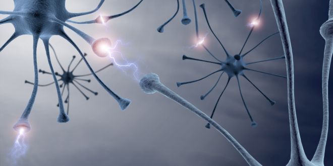 Synapsen zwischen den Nervenzellen