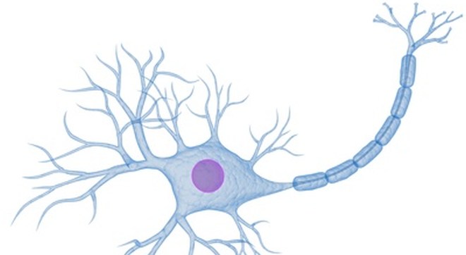 Abbildung einer myelinisierten Nervenfaser mit Zellkörper