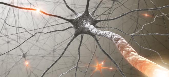 Nervenzelle mit Axonen und Dendriten