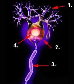 Abbildung einer Nervenzelle