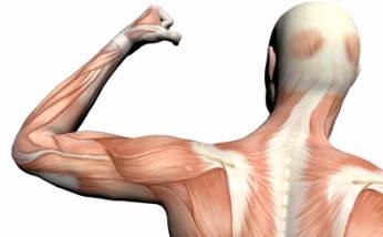 Anatomische Abbildung der Muskeln an Arm und Rücken