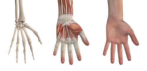 Anatomische Abbildungen der Hand