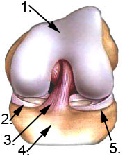 Abbildung Kreuzbänder des Kniegelenks