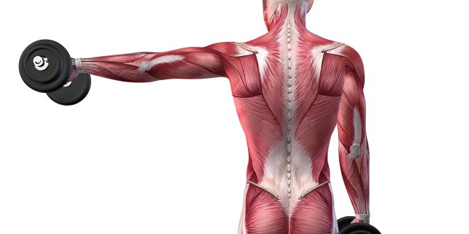 Muskelfaserriss eines Muskels im Oberarm