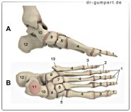 Anatomie Fuß