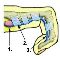 Abbildung schnellender Finger