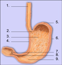 Anatomie vom Magen