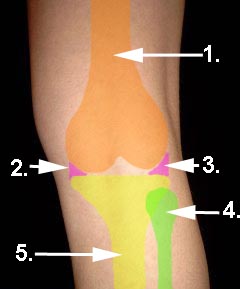 Anatomie vom Kniegelenk