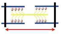Kontrakierte Myofibrille kontrahiert Kontrakierte Myofibrille kontrahiert