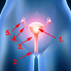 Anatomie der Gebärmutter