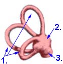 Gleichgewichtsorgan mit Bogengängen