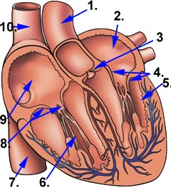 Abbildung Herz mit Herzklappen