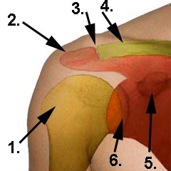 Anatomie der Schulter