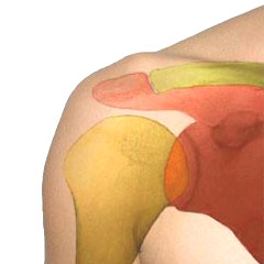 Anatomie der Schulter Anatomie der Schulter