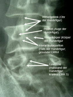 Wirbelgleiten Hundefigur mit Beschriftung