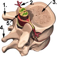 Abbildung eines Wirbelkörpers mit Rückenmark