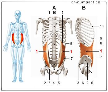 Abbildung innerer, schräger Bauchmuskel