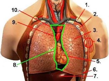 Aufbau Thorax