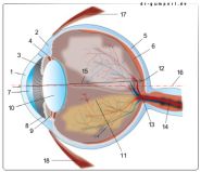 Abbildung Auge