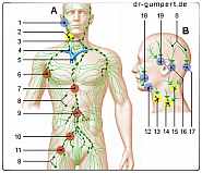 Lymphgefäßsystem