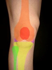 Anatomie Knie Abbildung Anatomie Kniegelenk