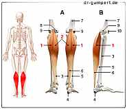 Abbildung Muskel Musculus gastrocnemius (Wadenmuskel)